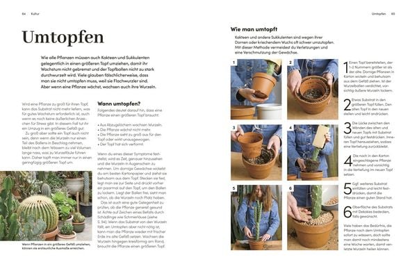 Produktbild: Kakteen und Sukkulenten