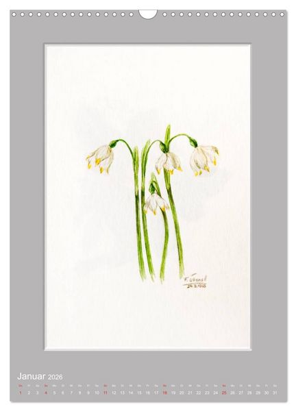 Produktbild: Alpenblumen Aquarelle aus Tirol (Wandkalender 2026 DIN A3 hoch), CALVENDO Monatskalender