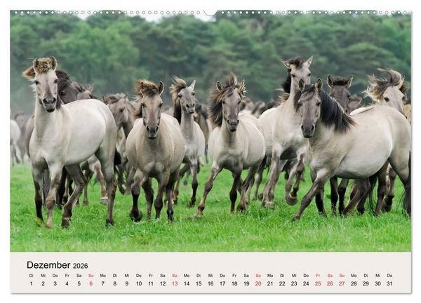 Produktbild: D&uuml;lmener Wildpferde (Wandkalender 2026 DIN A2 quer), CALVENDO Monatskalender