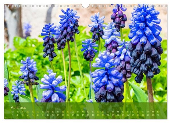 Produktbild: der staudengarten zu bad hersfeld (Wandkalender 2026 DIN A3 quer), CALVENDO Monatskalender