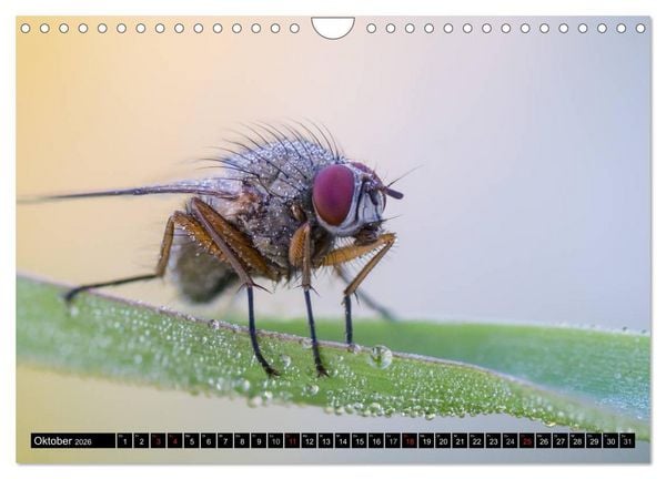 Produktbild: Kleine Wesen &ndash; Makroaufnahmen von einheimischen Insekten (Wandkalender 2026 DIN A4 quer), CALVENDO Monatskalender