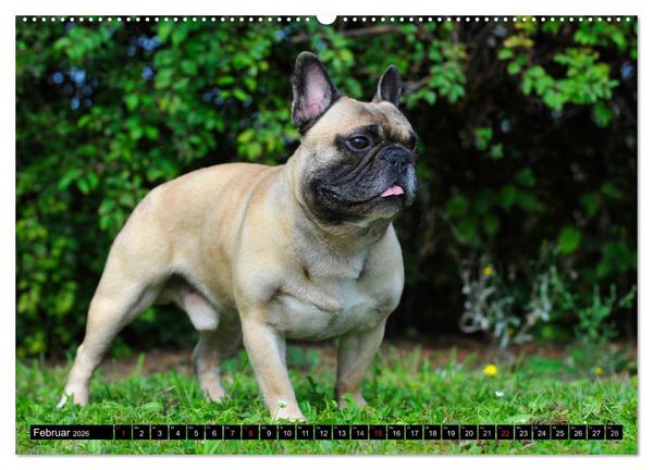 Produktbild: Franz&ouml;sische Bulldogge - Clown auf 4 Pfoten (Wandkalender 2026 DIN A2 quer), CALVENDO Monatskalender