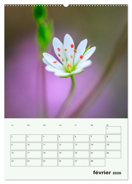 Produktbild: Les fleurs, &eacute;ternelles &eacute;phem&egrave;res (Calendrier mural 2026 DIN A2 horizontal) calendrier de bureau