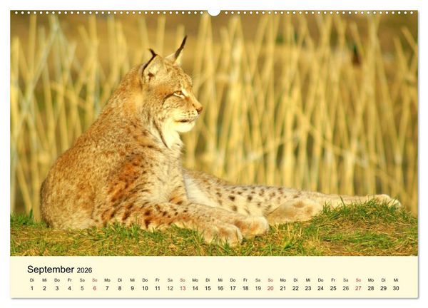 Produktbild: Scheue Wildtiere in heimischen W&auml;ldern und Bergen (hochwertiger Premium Wandkalender 2026 DIN A2 quer), Kunstdruck in Hochglanz