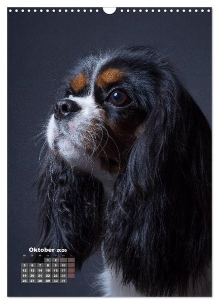 Produktbild: Treue Wegbegleiter, Hunde im Portrait. (Wandkalender 2026 DIN A3 hoch), CALVENDO Monatskalender