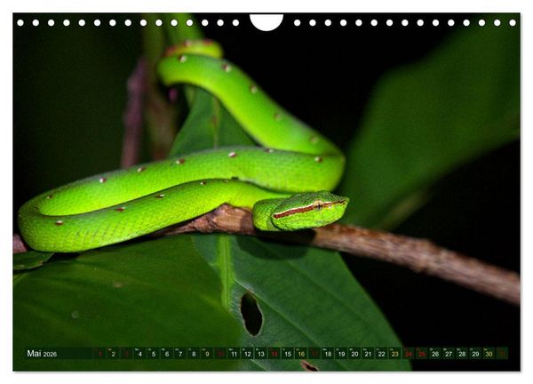 Produktbild: Borneo - Tierparadies Regenwald (Wandkalender 2026 DIN A4 quer), CALVENDO Monatskalender