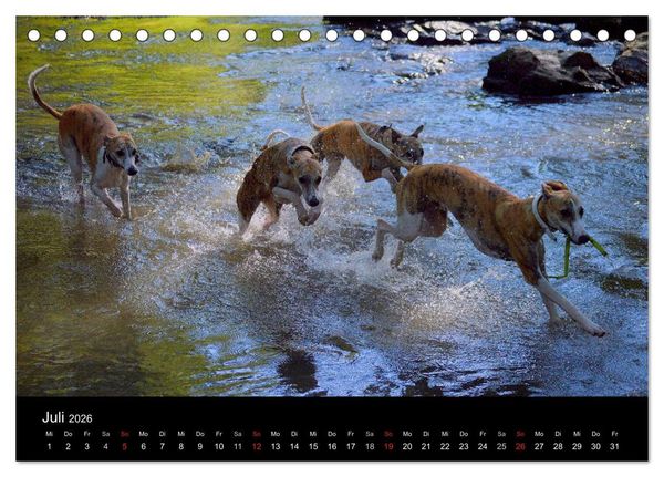 Produktbild: Whippet 2026 (Tischkalender 2026 DIN A5 quer), CALVENDO Monatskalender