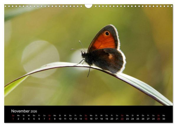 Produktbild: Schmetterlinge in Deutschland (Wandkalender 2026 DIN A3 quer), CALVENDO Monatskalender
