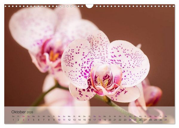 Produktbild: Phalaenopsis - die zauberhafte Welt der Orchideen (Wandkalender 2026 DIN A3 quer), CALVENDO Monatskalender