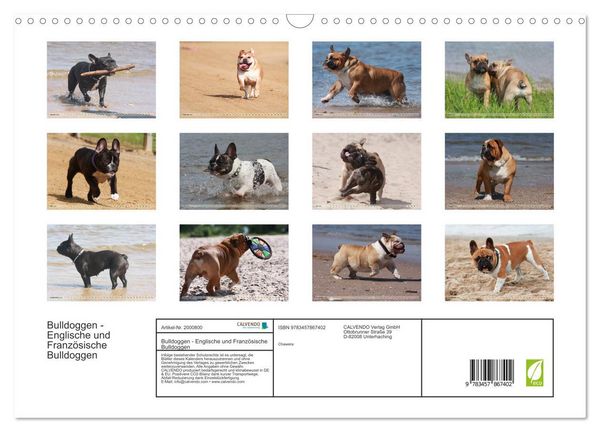 Produktbild: Bulldoggen - Englische und Franz&ouml;sische Bulldoggen (Wandkalender 2026 DIN A3 quer), CALVENDO Monatskalender
