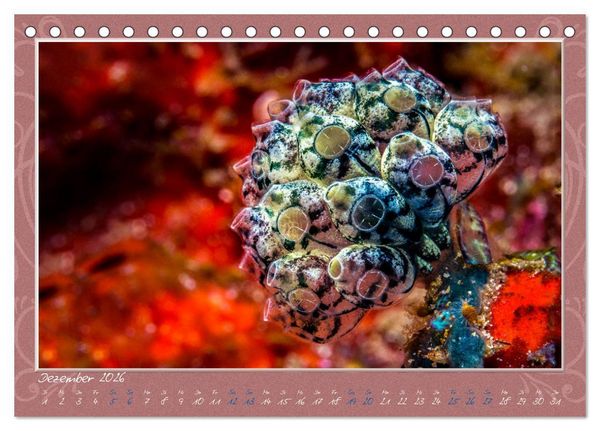 Produktbild: Unterwasser Kunstwerke (Tischkalender 2026 DIN A5 quer), CALVENDO Monatskalender
