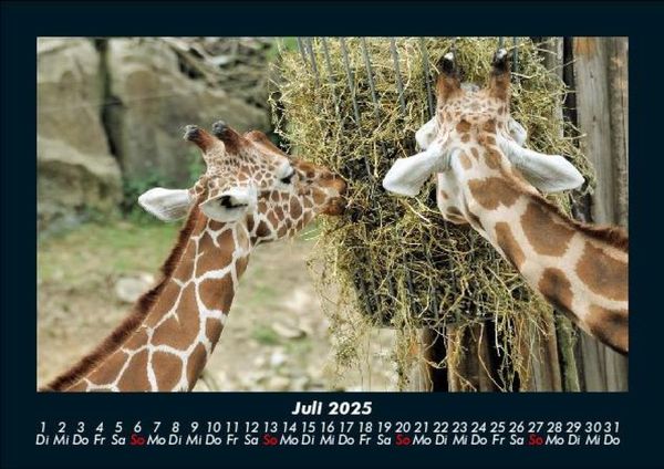 Produktbild: Giraffen 2025 Fotokalender DIN A5