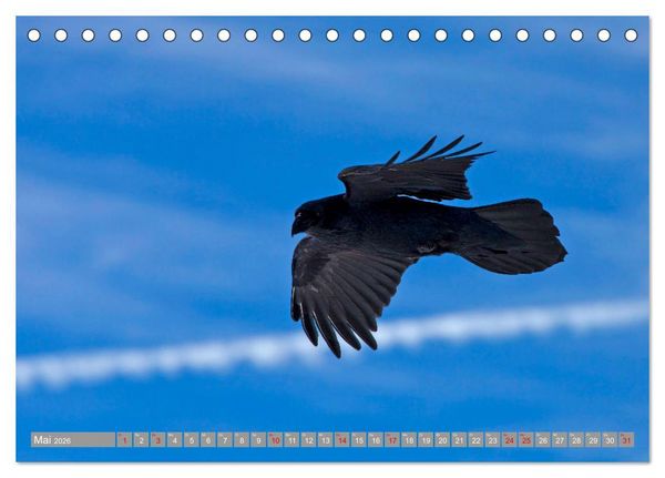Produktbild: Wir sind die fliegenden Stars (Tischkalender 2026 DIN A5 quer), CALVENDO Monatskalender