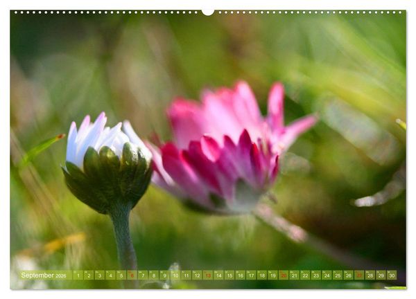 Produktbild: Auf Augenh&ouml;he mit G&auml;nsebl&uuml;mchen (hochwertiger Premium Wandkalender 2026 DIN A2 quer), Kunstdruck in Hochglanz