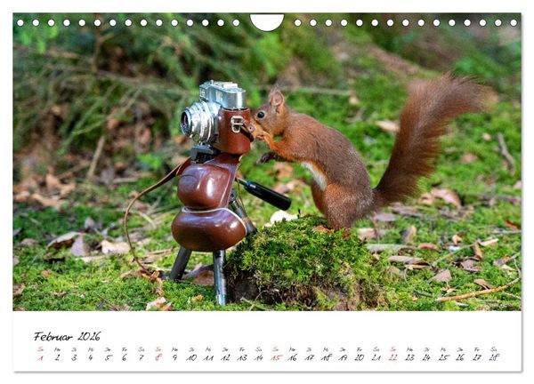 Produktbild: Die Schwarzwald-Eichh&ouml;rnchen (Wandkalender 2026 DIN A4 quer), CALVENDO Monatskalender