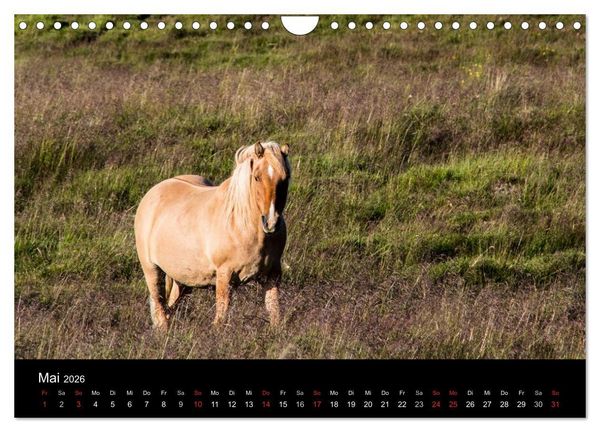 Produktbild: Islandpferde (Wandkalender 2026 DIN A4 quer), CALVENDO Monatskalender