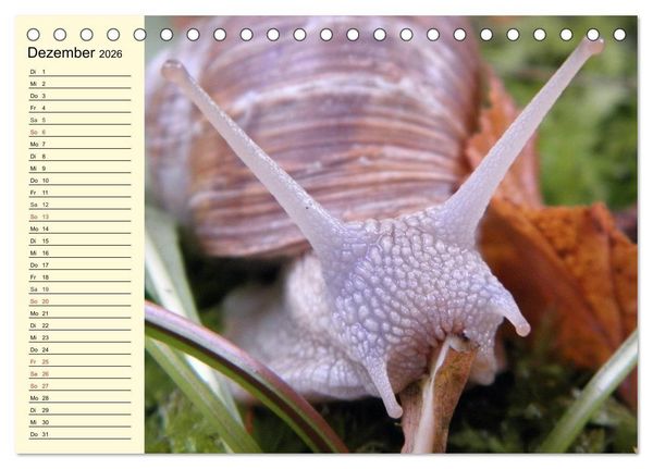 Produktbild: Schnecken. Witzige Schleimer (Tischkalender 2026 DIN A5 quer), CALVENDO Monatskalender