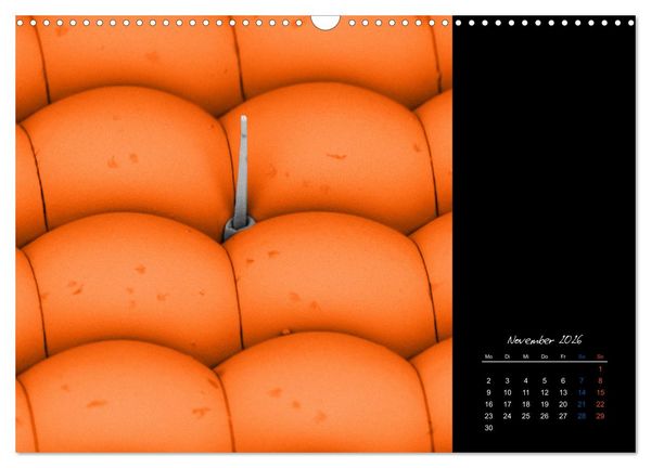 Produktbild: strucTEMs Mikrowelt - Winzige Nachbarn ganz gro&szlig; (Wandkalender 2026 DIN A3 quer), CALVENDO Monatskalender