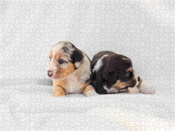 Produktbild: CALVENDO Puzzle Ein Motiv aus dem Kalender Border Welpen | 1000 Teile Lege-Gr&ouml;&szlig;e 64x48cm Foto-Puzzle f&uuml;r gl&uuml;ckliche Stunden