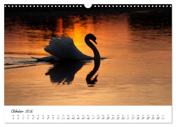 Produktbild: Ein Jahr mit den Schw&auml;nen (Wandkalender 2026 DIN A3 quer), CALVENDO Monatskalender