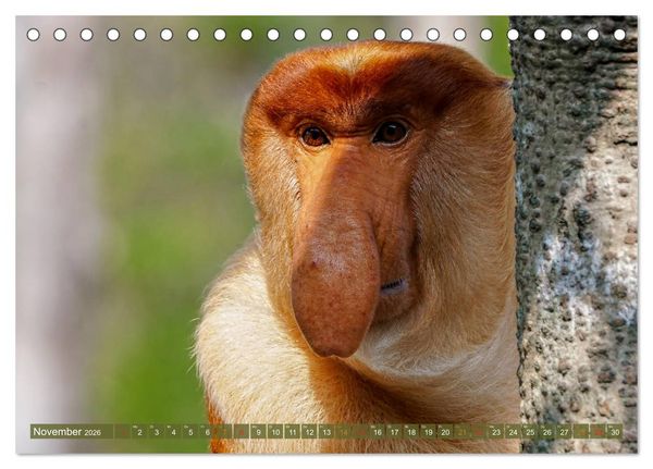 Produktbild: Nasenaffen von Borneo (Tischkalender 2026 DIN A5 quer), CALVENDO Monatskalender