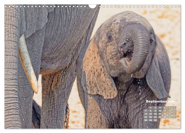 Produktbild: Elefantenkinder: Winzlinge im Land der Riesen (Wandkalender 2026 DIN A3 quer), CALVENDO Monatskalender
