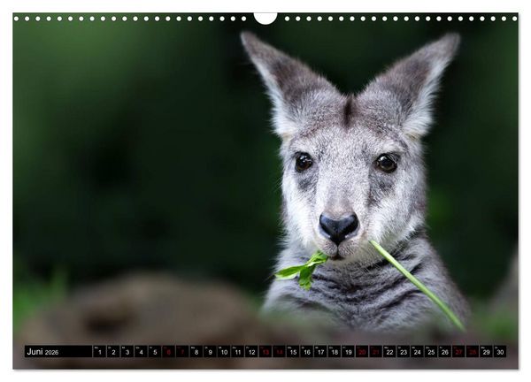 Produktbild: Wild Animals - Wilde Tiere (Wandkalender 2026 DIN A3 quer), CALVENDO Monatskalender