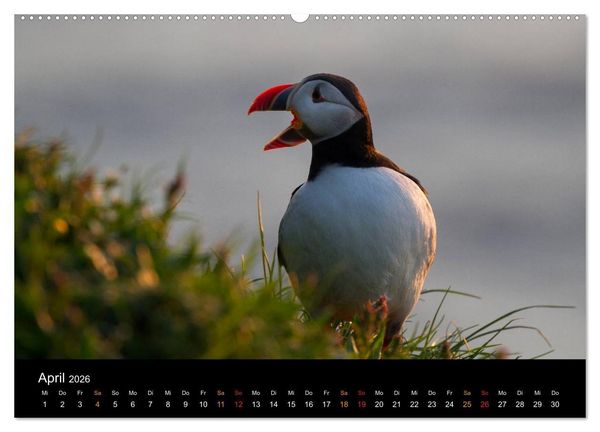 Produktbild: Welt der Papageitaucher (hochwertiger Premium Wandkalender 2026 DIN A2 quer), Kunstdruck in Hochglanz