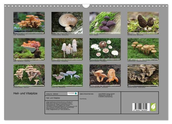 Produktbild: Heil- und Vitalpilze (Wandkalender 2026 DIN A3 quer), CALVENDO Monatskalender
