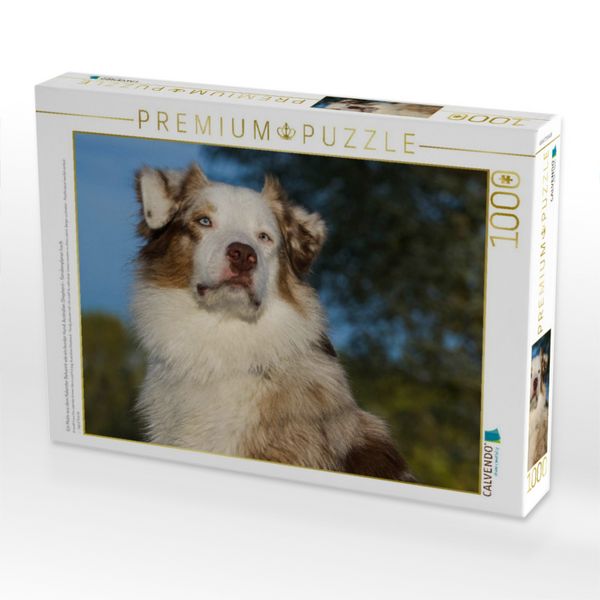 Produktbild: CALVENDO Puzzle Ein Motiv aus dem Kalender Bekannt wie ein bunter Hund. Australian Shepherd - Familienplaner hoch | 1000 Teile Lege-Gr&ouml;&szlig;e 64x48cm Foto