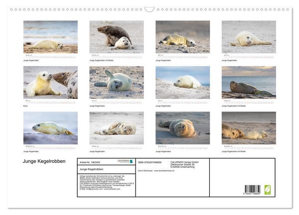 Produktbild: Junge Kegelrobben (Wandkalender 2026 DIN A2 quer), CALVENDO Monatskalender
