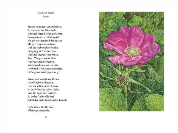 »Ich wollt' dein Bett mit einer Rose schmücken«