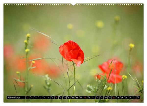 Produktbild: Mohnblumen (hochwertiger Premium Wandkalender 2026 DIN A2 quer), Kunstdruck in Hochglanz