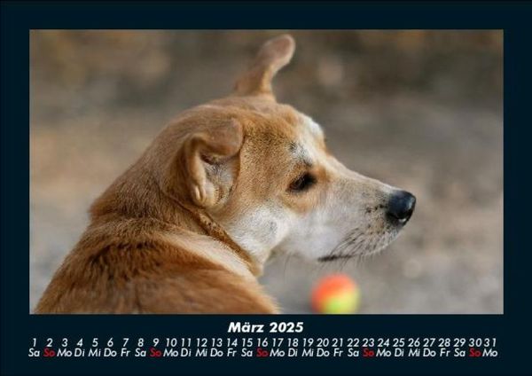 Produktbild: Hunde 2025 Fotokalender DIN A5