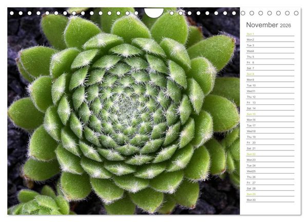 Produktbild: Sempervivum Fascinating Succulents (Wall Calendar 2026 DIN A4 landscape), CALVENDO 12 Month Wall Calendar