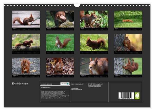 Produktbild: Eichh&ouml;rnchen (Wandkalender 2026 DIN A3 quer), CALVENDO Monatskalender