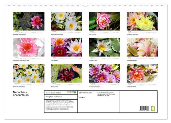 Produktbild: N&eacute;nuphars enchanteurs (Calendrier mural 2026 DIN A2 vertical), CALVENDO calendrier mensuel