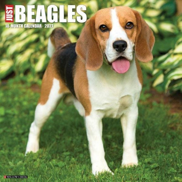 Produktbild: Beagles 2027 12 X 12 Wall Calendar