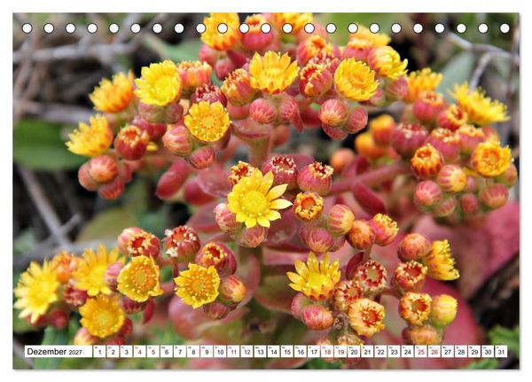 Produktbild: Bl&uuml;tenzauber auf Madeira. Wildblumen und Ziergew&auml;chse (Tischkalender 2027 DIN A5 quer), CALVENDO Monatskalender