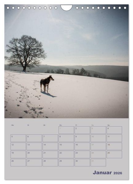Produktbild: Kurzhaarcollies (Wandkalender 2026 DIN A4 hoch), CALVENDO Monatskalender