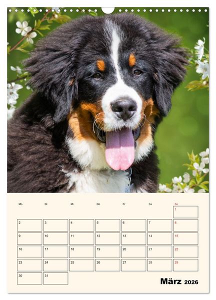 Produktbild: Traumhaft sch&ouml;n - Der Berner Sennenhund (Wandkalender 2026 DIN A3 hoch), CALVENDO Monatskalender