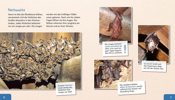Produktbild: Meine gro&szlig;e Tierbibliothek: Die Fledermaus