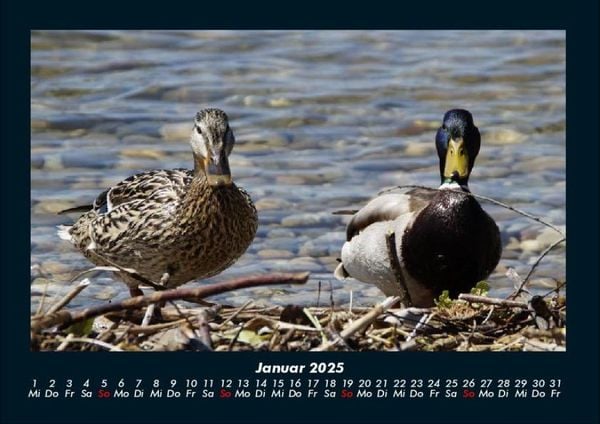 Produktbild: Enten 2025 Fotokalender DIN A4