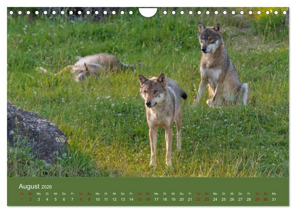 Produktbild: unter W&ouml;lfen (Wandkalender 2026 DIN A4 quer), CALVENDO Monatskalender