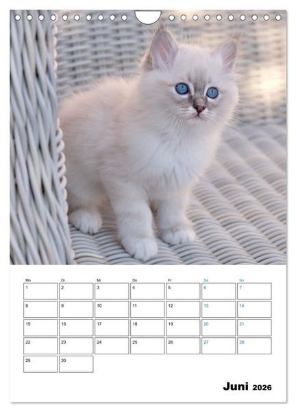 Produktbild: Heilige Birma Kitten - s&uuml;&szlig;e kleine Flauschb&auml;llchen (Wandkalender 2026 DIN A4 hoch), CALVENDO Monatskalender