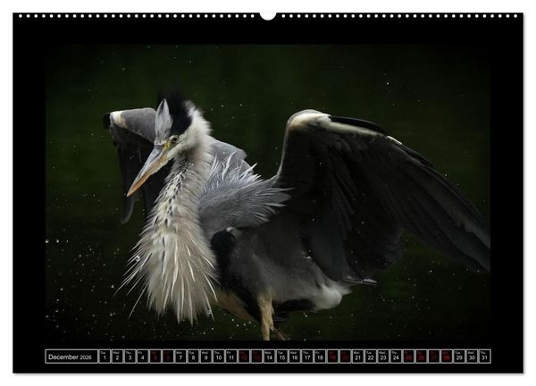 Produktbild: The heron parade (Wall Calendar 2026 DIN A2 landscape), CALVENDO 12 Month Wall Calendar