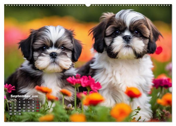 Produktbild: Shih Tzu - der wuschelige Hund aus Tibet (hochwertiger Premium Wandkalender 2026 DIN A2 quer), Kunstdruck in Hochglanz