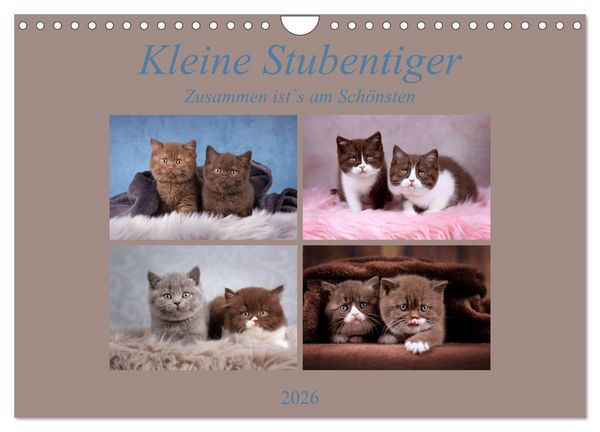 Produktbild: Kleine Stubenstiger (Wandkalender 2026 DIN A4 quer), CALVENDO Monatskalender