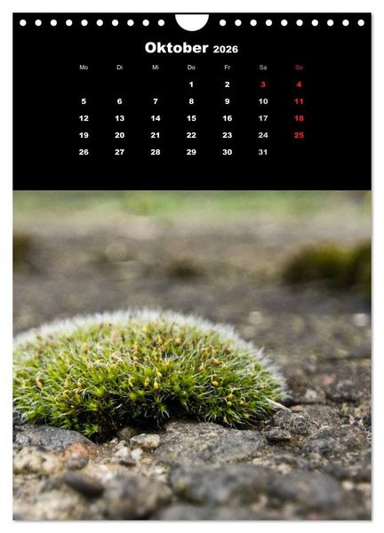 Produktbild: Die Welt der Moose. Ein Blick nach unten (Wandkalender 2026 DIN A4 hoch), CALVENDO Monatskalender