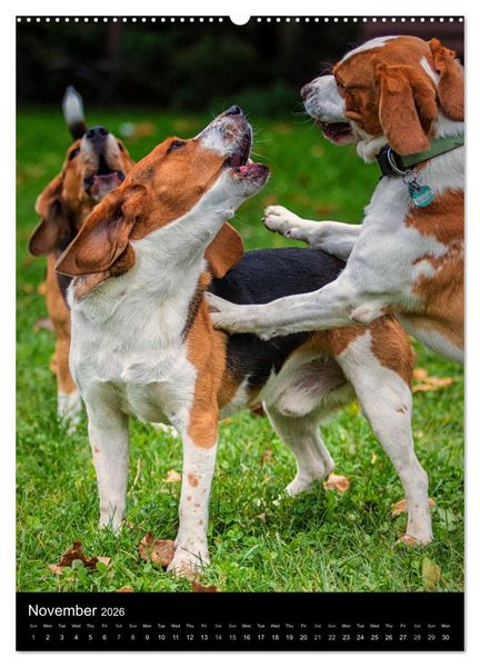 Produktbild: Beagles in action (High Quality Premium Wall Calendar 2026 DIN A2 portrait),CALVENDO 12 Month Wall Calendar